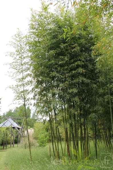 phyllostachys.prominens_1035.jpg