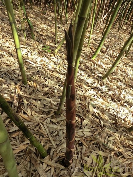 Propinqua.lanuginosa.0299