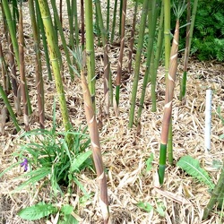 Propinqua