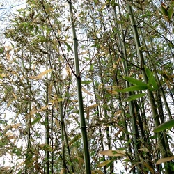 Rubicunda
