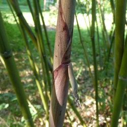 Rubromarginata