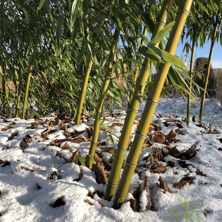 17 phyllostachys shanghai3 3