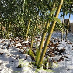 17 phyllostachys shanghai3 3