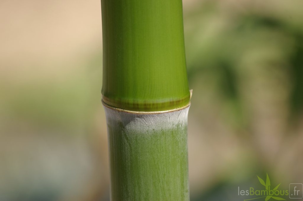 1 phyllostachys shanghai3 1