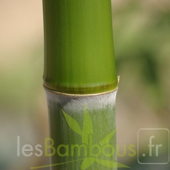 1 phyllostachys shanghai3 1