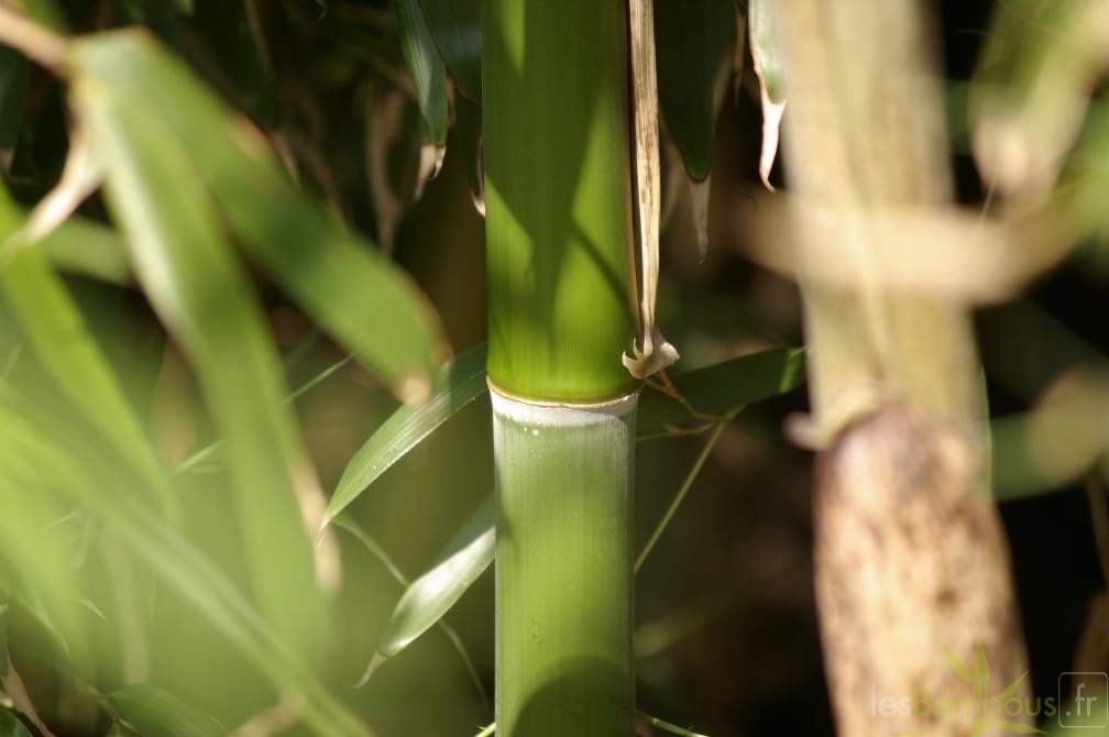 9 phyllostachys shanghai3 2