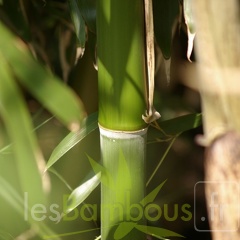 9 phyllostachys shanghai3 2