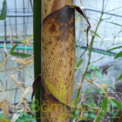 P1020582