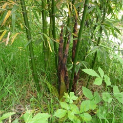 Shangai3 04