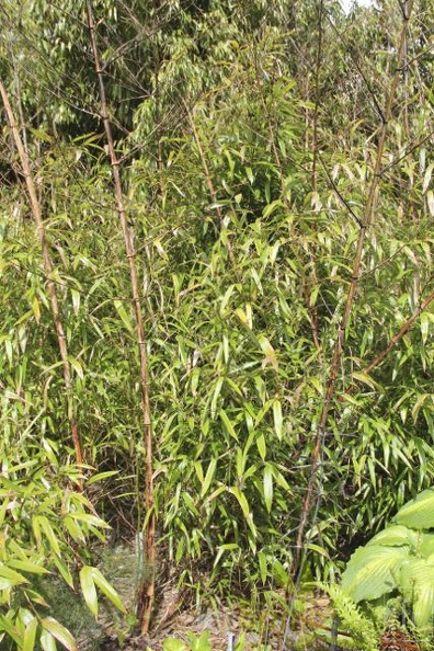 Phyllostachys.sp.Kew 28483