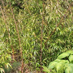 Sp.Kew