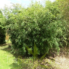 CIMG0342