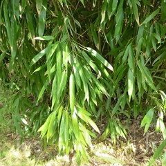 CIMG0343