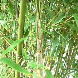 Stimulosa