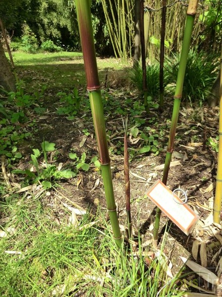 phyllostachys.tiamuensis.0348.jpg