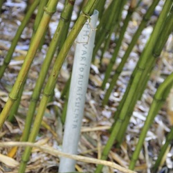 Varioauricutilata