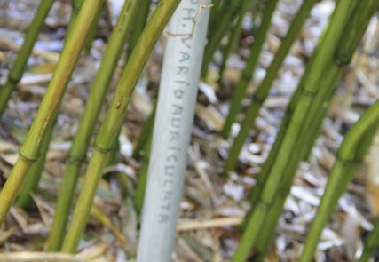 Phyllostachys.varioauriculata 2855