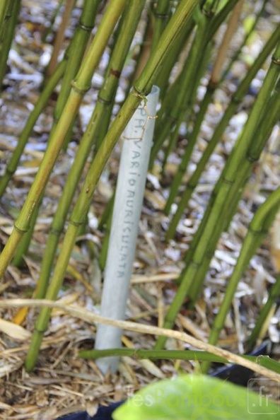 Phyllostachys.varioauriculata 2855