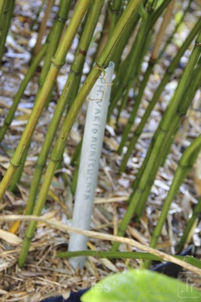 Phyllostachys.varioauriculata_2855.jpg