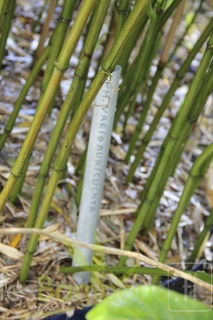 Phyllostachys.varioauriculata 2855