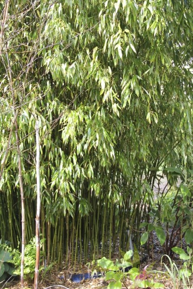 Phyllostachys.varioauriculata 2856