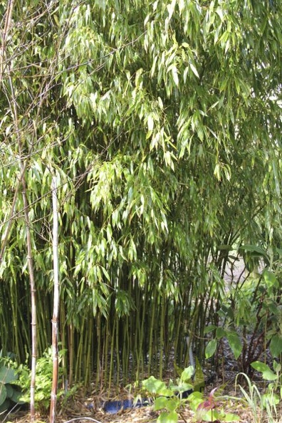 Phyllostachys.varioauriculata_2856.jpg