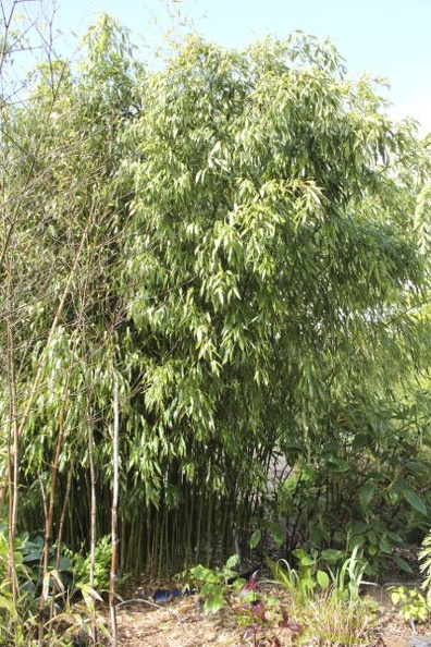 Phyllostachys.varioauriculata_2857.jpg