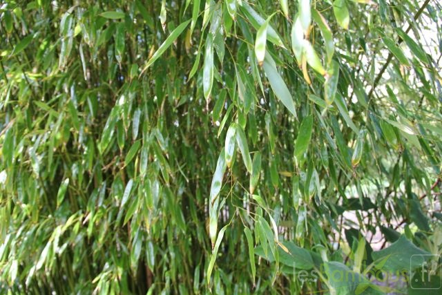 Phyllostachys.varioauriculata 2858