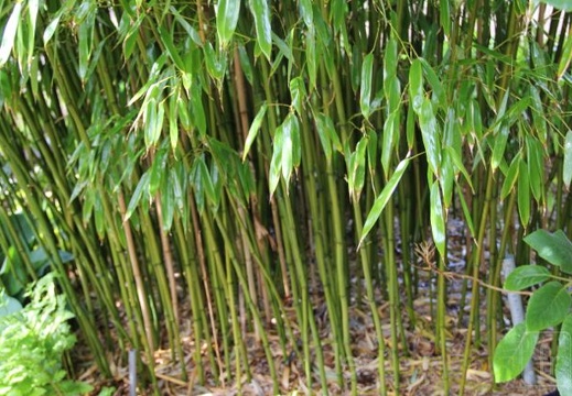 Phyllostachys.varioauriculata 2860