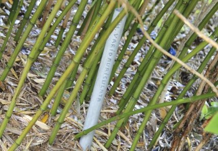 Phyllostachys varioauriculata 2854