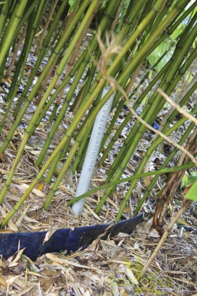 Phyllostachys varioauriculata 2854