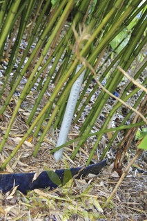 Phyllostachys varioauriculata 2854