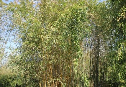 Phyllostachys varioauricutilata 2373