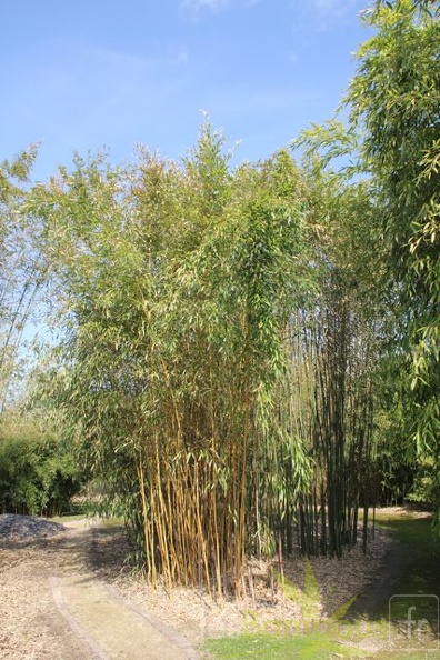 Phyllostachys_varioauricutilata_2373.jpg