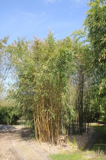 Phyllostachys varioauricutilata 2373