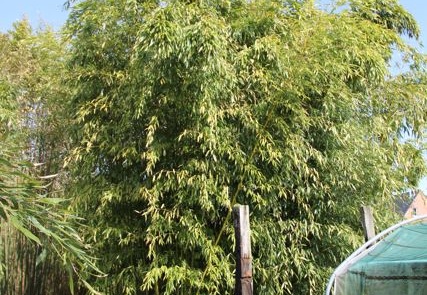 Phyllostachys varioauricutilata 2374