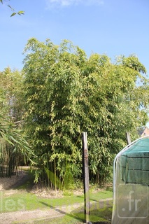 Phyllostachys varioauricutilata 2374