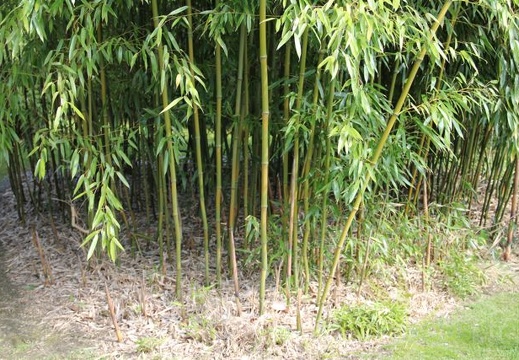 Phyllostachys varioauricutilata 2375