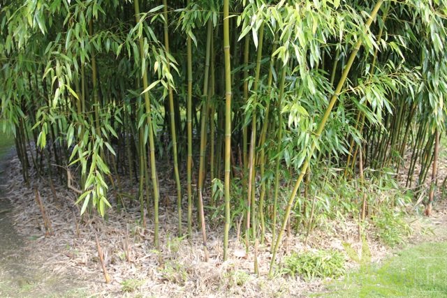 Phyllostachys varioauricutilata 2375