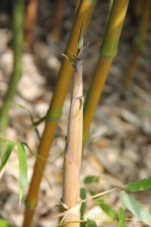 Phyllostachys varioauricutilata 2376