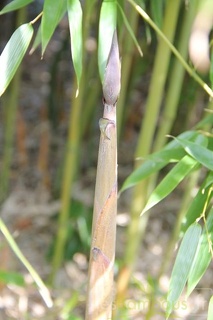 Phyllostachys varioauricutilata 2377