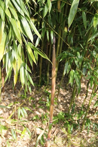 Phyllostachys varioauricutilata 2378