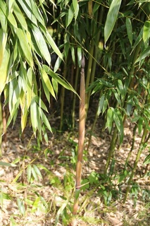 Phyllostachys varioauricutilata 2378