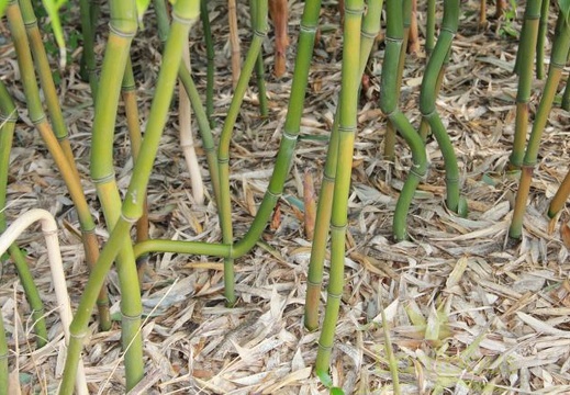 Phyllostachys varioauricutilata 2379