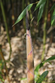 Phyllostachys varioauricutilata 2380