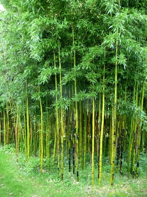 phyllostachys.violascens.931