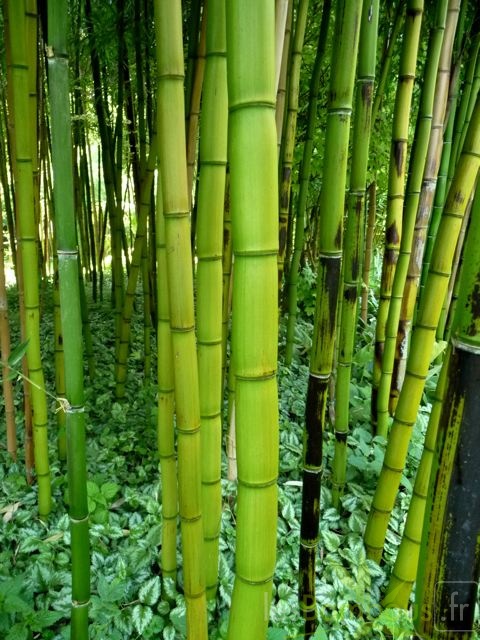 phyllostachys.violascens.932