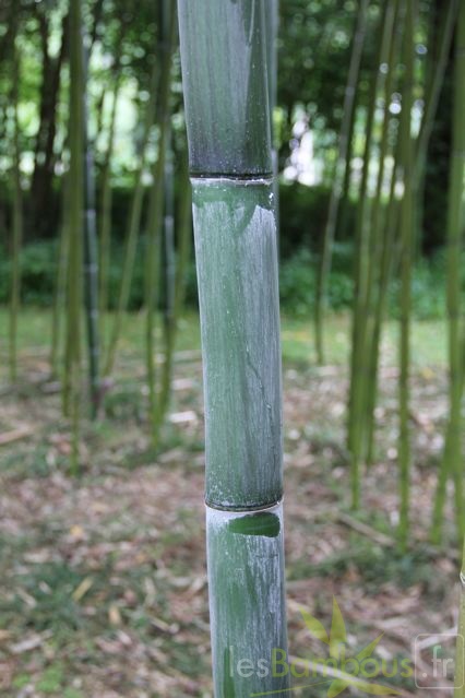 phyllostachys.violascens 1049