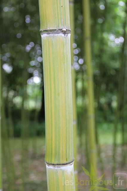 phyllostachys.violascens 1050
