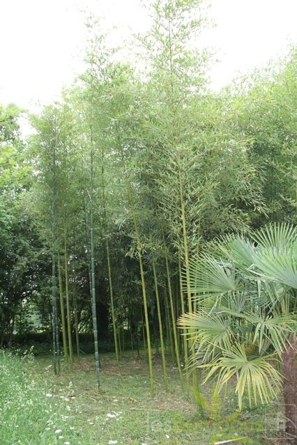 phyllostachys.violascens 1051